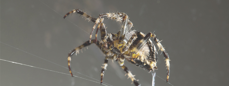 Hörtechnologie: Spinnenseide für besseres Hören