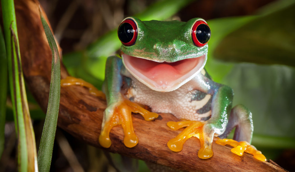 Frösche hören ohne Ohren