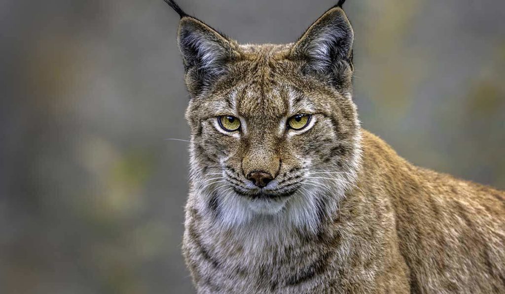 Ohren wie ein Luchs!